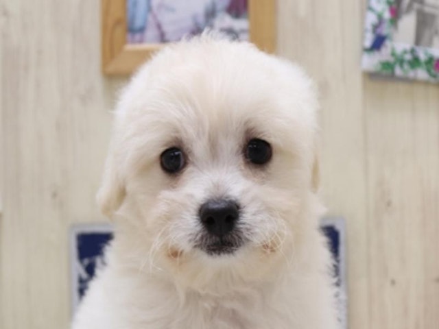 静岡県のハーフ犬・ミックス犬 (ペッツワン浜松雄踏店/2024年9月1日生まれ/女の子/クリーム)の子犬